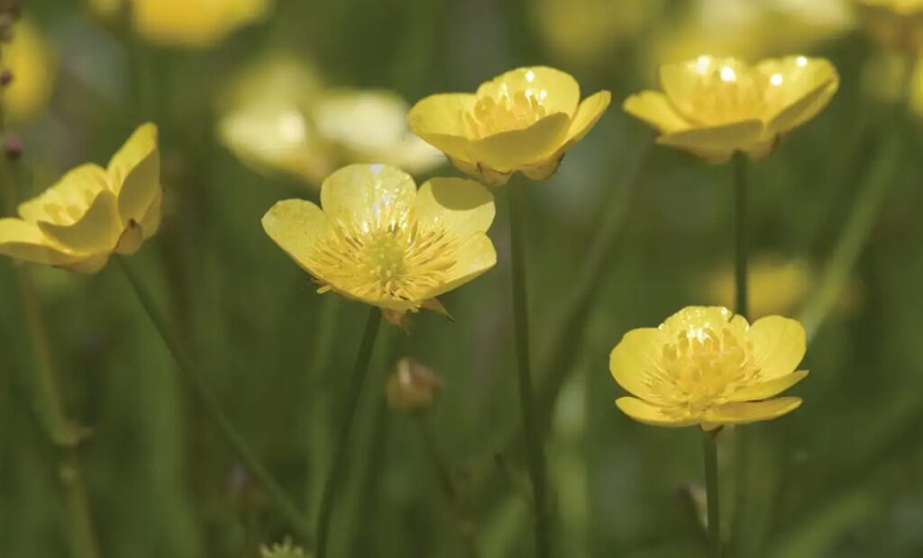 Buttercups