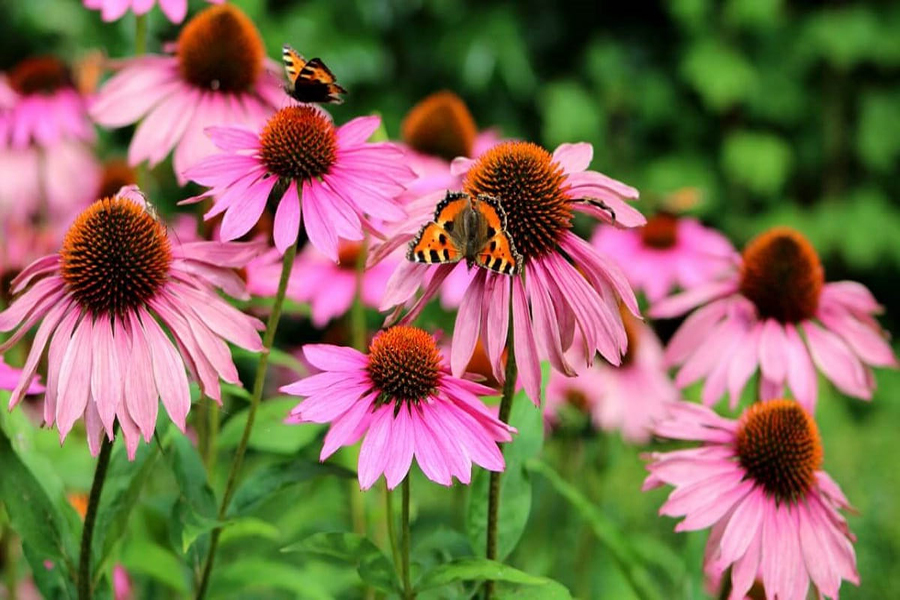 How is coneflower used for medicine?