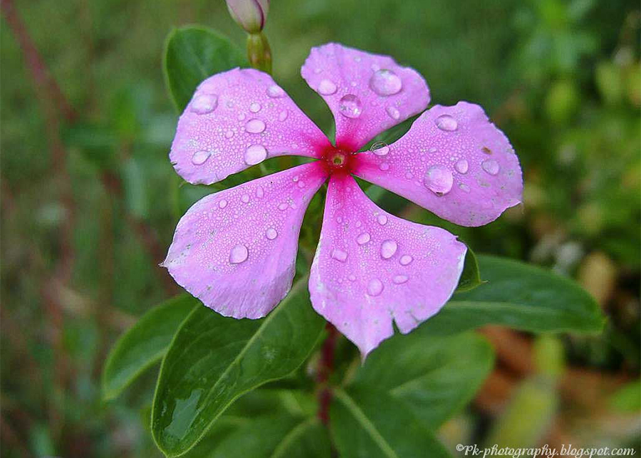 Why is periwinkle called flower of death?