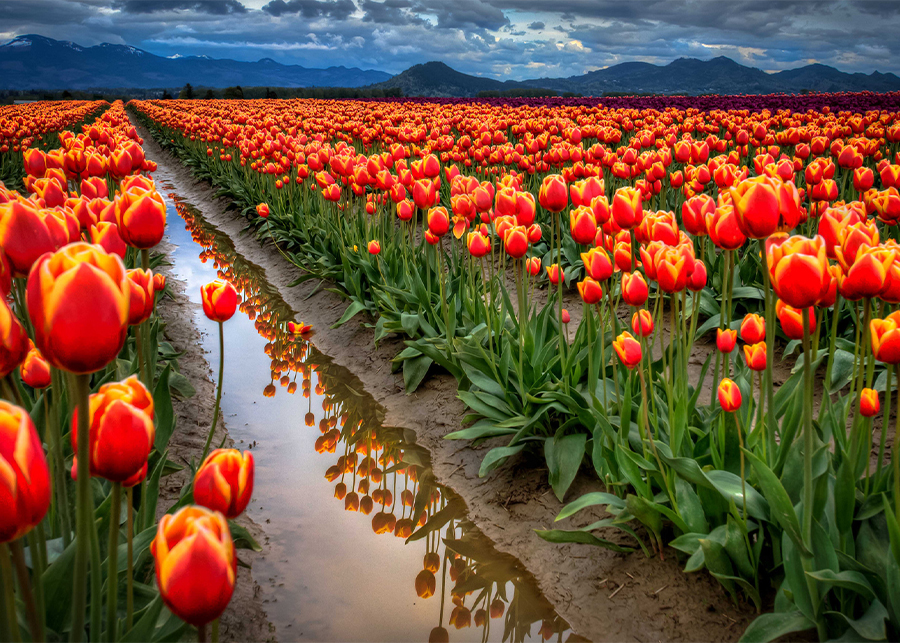 What is the national flower of Turkey?