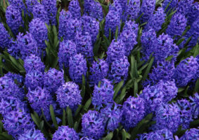 Hyacinth: A Beautiful Mediterranean