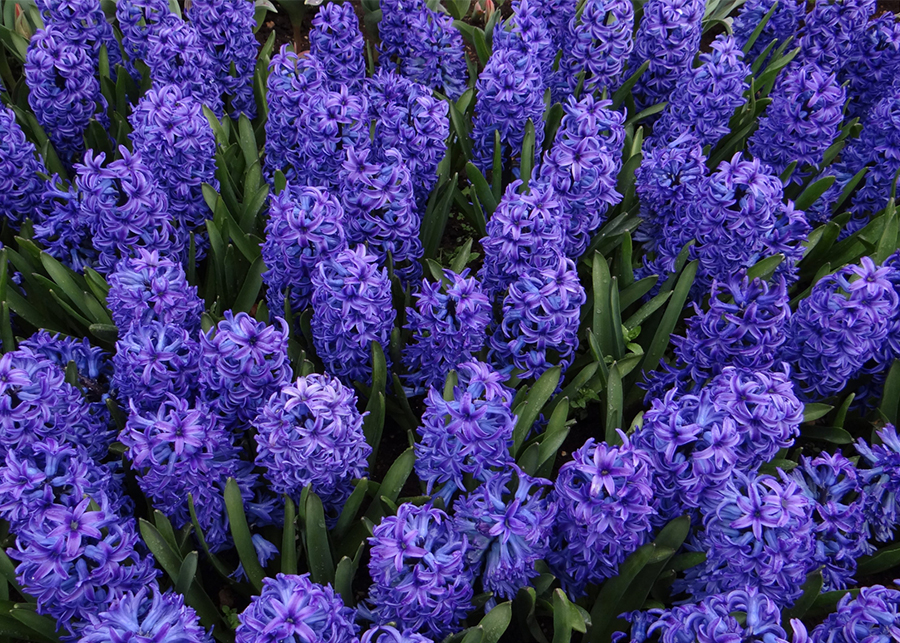 Hyacinth: A Beautiful Mediterranean