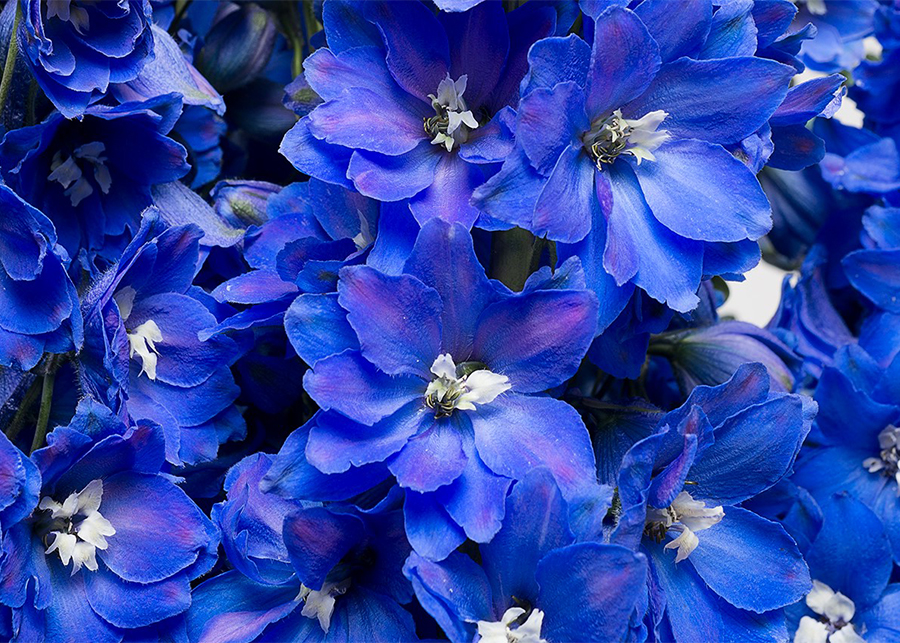 How poisonous are delphiniums?