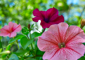 The Meaning of the Petunia Flower