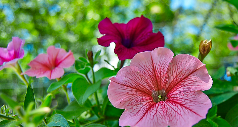 The Meaning of the Petunia Flower