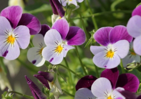 The Violet Flower and Its Symbolism