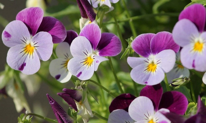 The Violet Flower and Its Symbolism